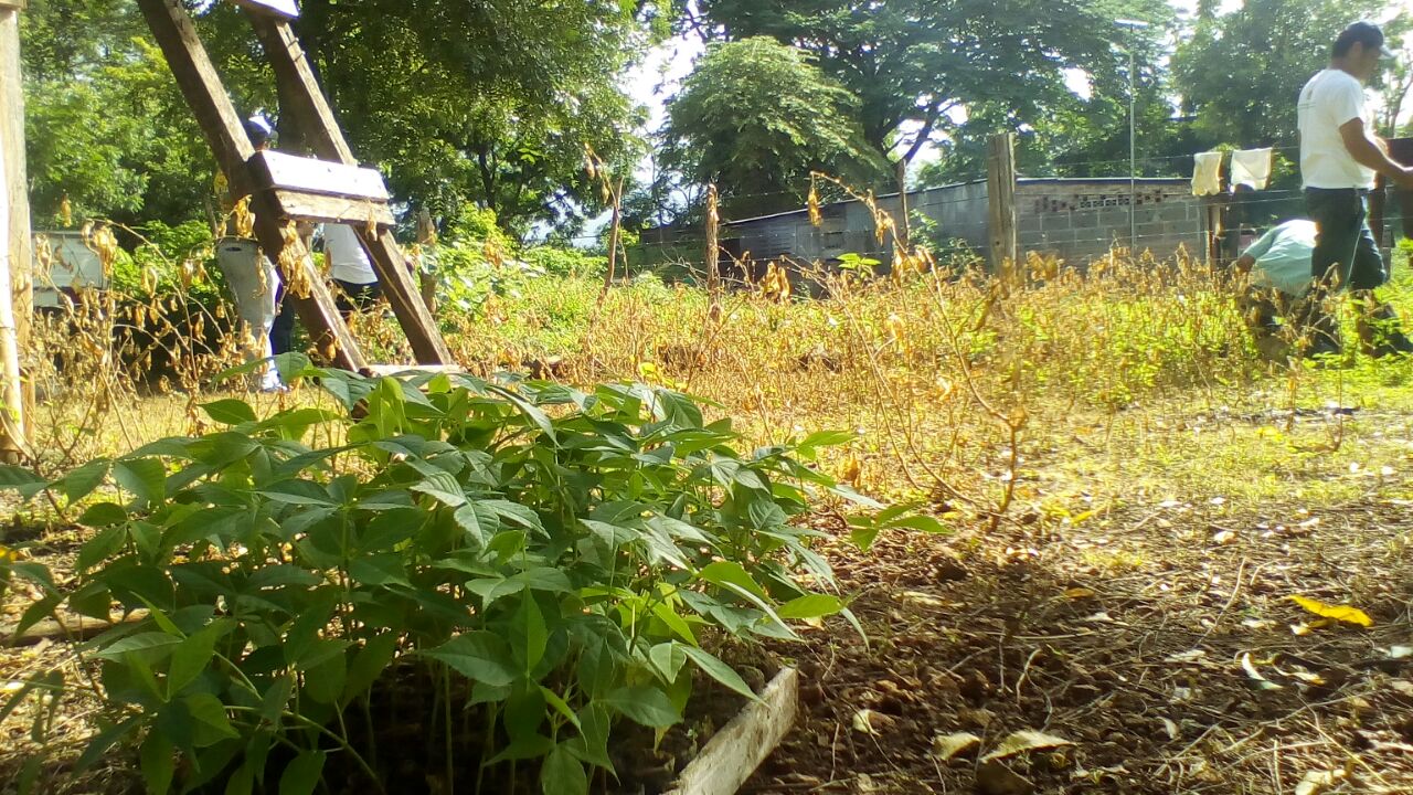Reforesta2
